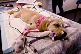 Having a sick pet is heartbreaking and often preventable.